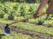 Forged steel H305 garden hoe