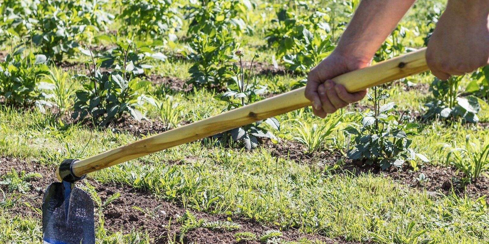 High Quality Forged Steel Garden Hoe for Heavy Duty Soil Work (6) Forged steel H305 garden hoe