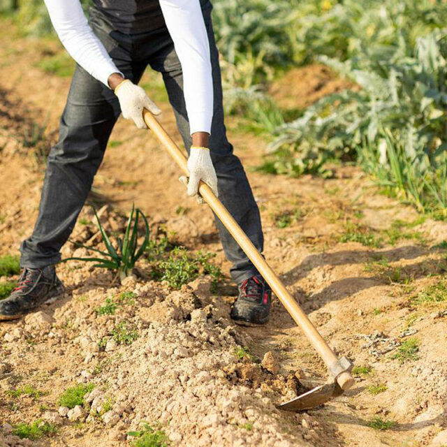 Hot Sale Rail Steel Garden Hoe H305 for Farm and Agriculture Use