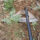 Household Garden Hoe Weeding Sickle for Vegetable Plowing